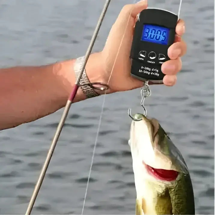 Digital fish scale weighing a fish.